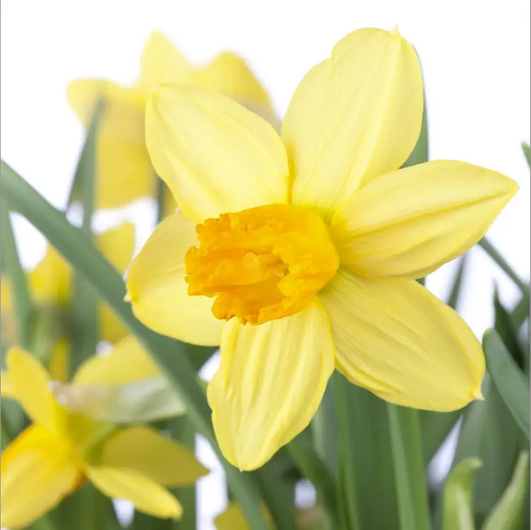 narcissus jetfire sandy lane nursery