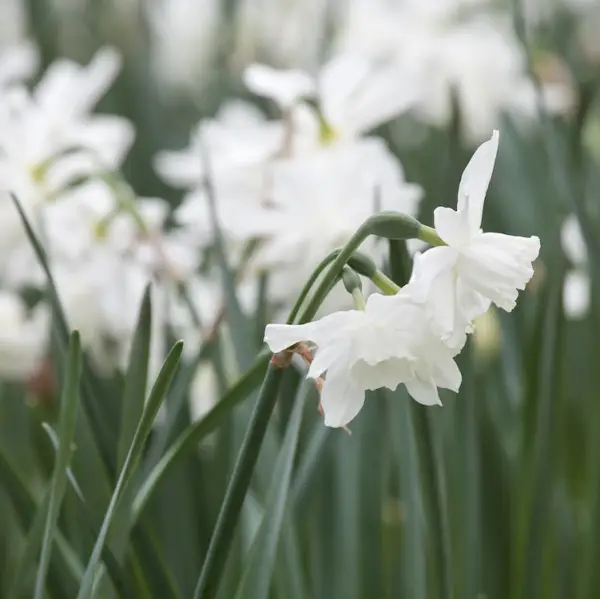narcissus thalia sandy lane nursery