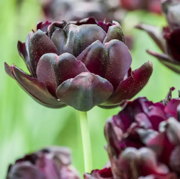 tulipa black hero sandy lane nursery