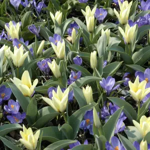tulipa concerto sandy lane nursery