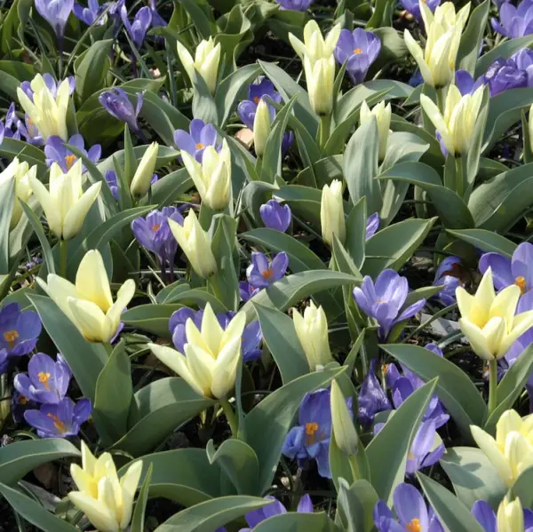 tulipa concerto sandy lane nursery