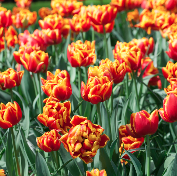 tulipa denmark sandy lane nursery