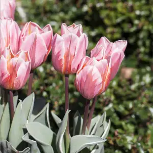 tulipa pretty princess sandy lane nursery