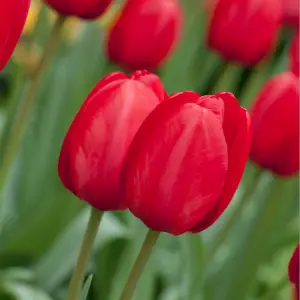 tulipa red impression sandy lane nursery