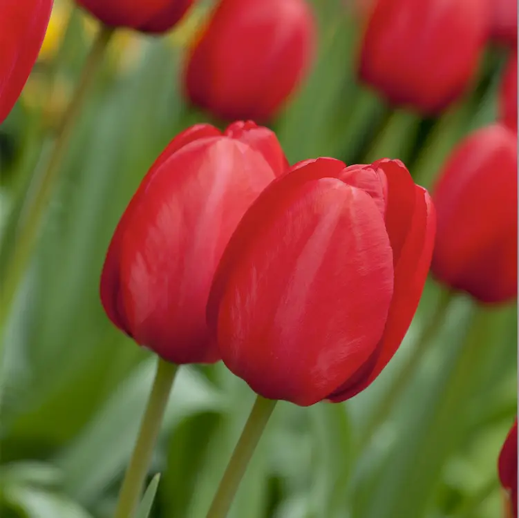 tulipa red impression sandy lane nursery